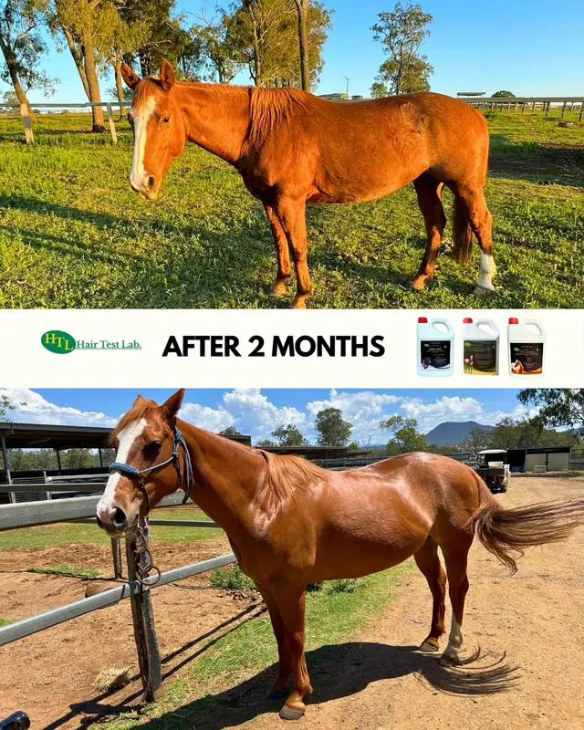 A chestnut horse photographed before and after two months, with the Hair Test Lab products shown between the two images.